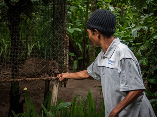 Cầy luwak được nuôi nhốt tại Bali