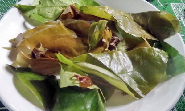 Lá bép non Tây Nguyên - Đặc sản rau rừng