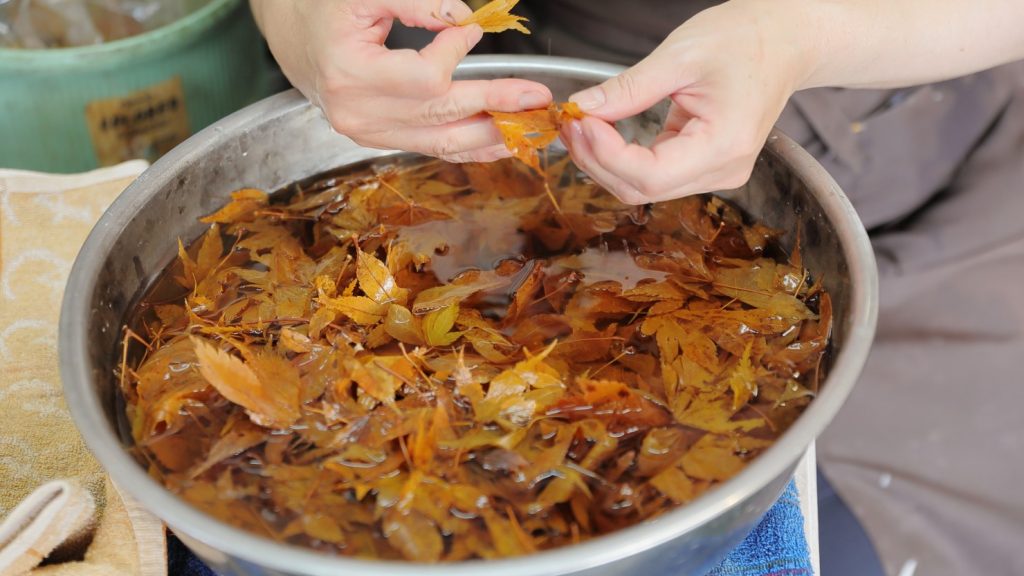 Chọn lá phong vàng nguyên vẹn