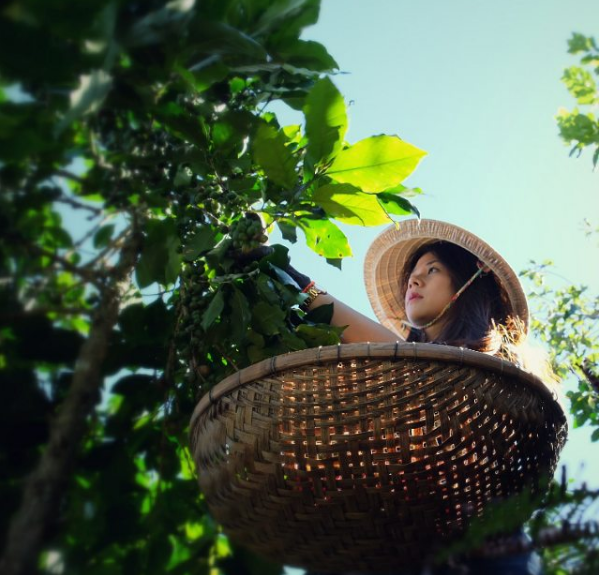 Bạn có thể đăng ký các tour tham quan học kèm chế biến cà phê. Ảnh: Là Việt Coffee