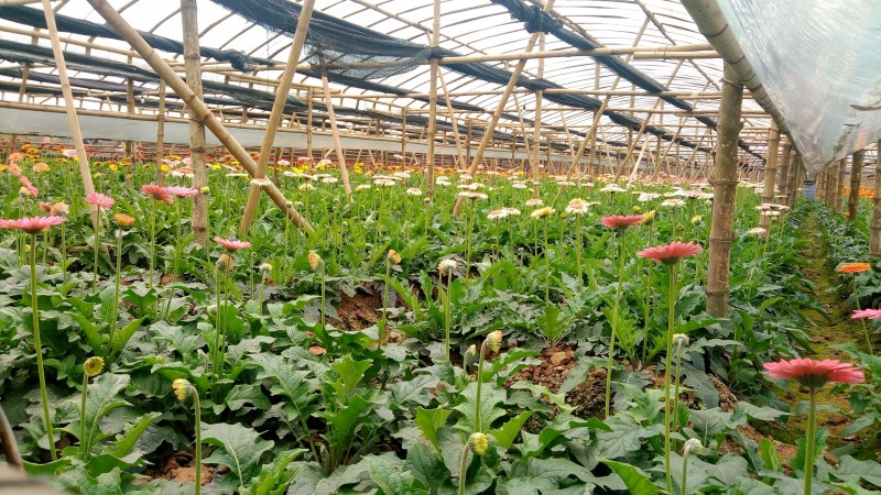 Những bông hoa đồng tiền tỏa sắc dưới nắng xuân.