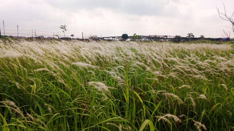 Cỏ lau đung đưa trong gió, trắng một khoảng trời.