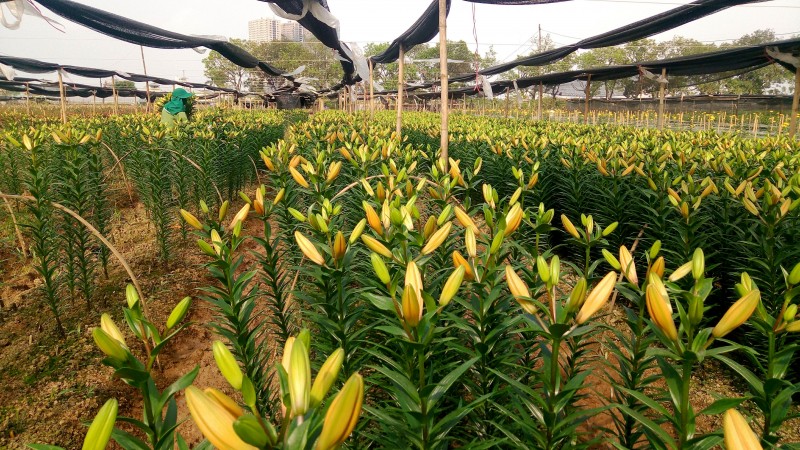 Những cánh đồng hoa ly bát ngát làm say đắm bao người, mặc dù đã vào cuối vụ nhưng hoa ly vẫn đậm đà sắc hương.