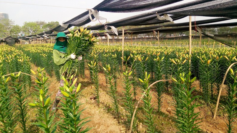 Sau khi được thu hoạch, hoa ly sẽ được phân bổ đến các chợ đầu mối trên địa bàn Hà Nội và những vùng lân cận.