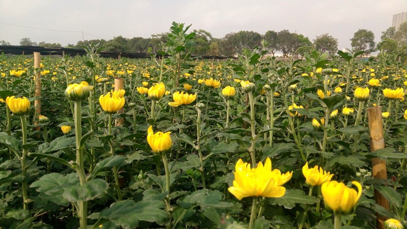 Những cánh đồng hoa cúc vàng đang nở rộ