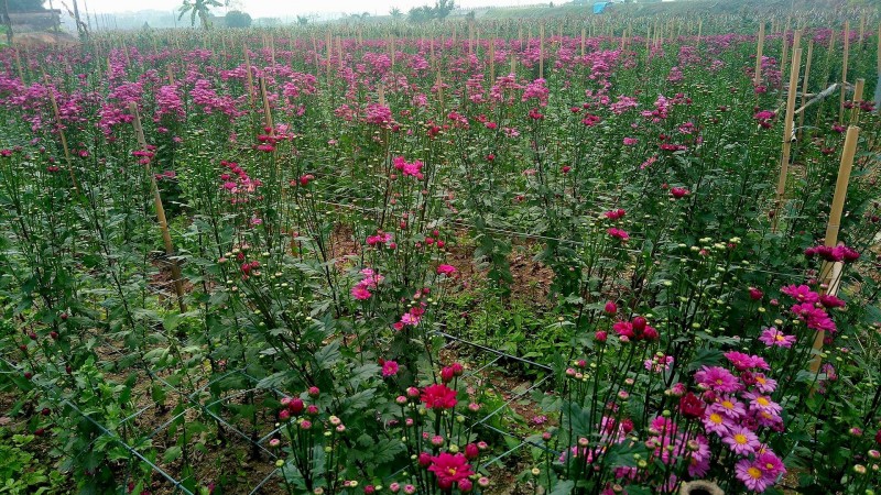 Sắc tím của loài hoa này đã làm xao xuyến bao người.