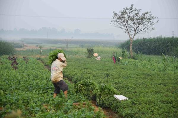 Một góc cánh đồng rau màu thôn Cẩm Đồng