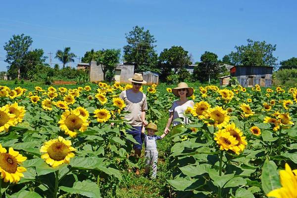 Lạc lối giữa đồi hoa hướng dương bát ngát. Ảnh: Hannah Olala