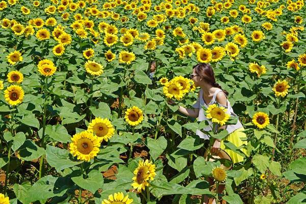 Đồi toàn hoa hướng dương vàng rực cả khung trời. Ảnh: Hannah Olala