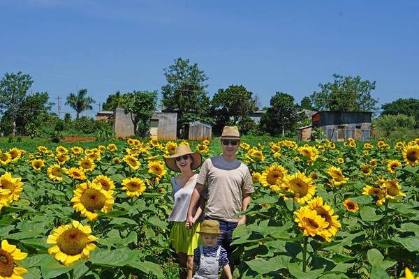 Cây hoa hướng dương không quá cao nhưng cũng đủ để bạn lạc trong rừng hoa vì mải chụp hình đấy. Ảnh: Hannah Olala