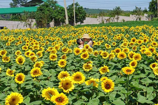 lac-loi-giua-doi-hoa-huong-duong-vang-ruc-tai-da-lat-ivivu-41 lac-loi-giua-doi-hoa-huong-duong-vang-ruc-tai-Da-Lat-ivivu-4