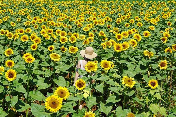 Và nơi đây cũng rất thích hợp cho các cặp đôi chụp những bức hình lãng mạn. Ảnh: Hannah  Olala