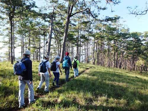 5 km đi bộ dưới rừng thông Bidoup