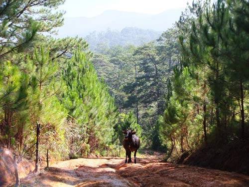 Bò ngơ ngác giữa rừng thông Bidoup