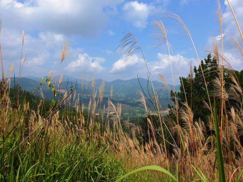 Rừng cỏ lau trên đường leo núi Bidoup