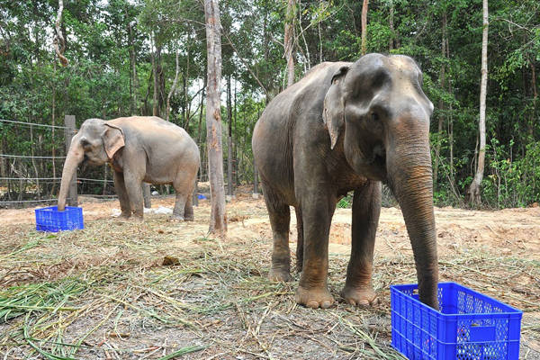 Phân khu vườn thú mở và safari park tại Phú Quốc
