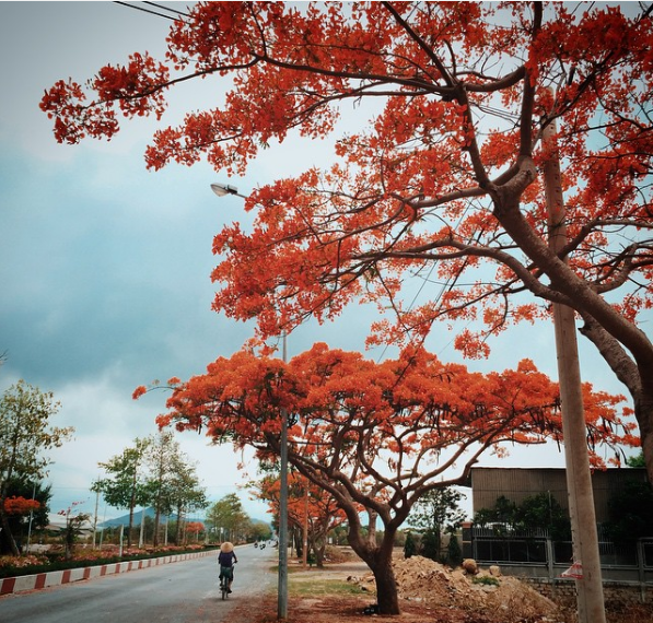 Hoa phượng nở rực rỡ trên đường đến làng bè Long Sơn