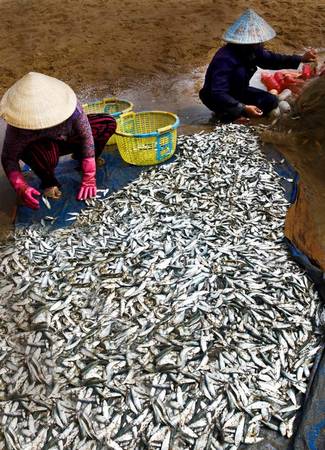 Chợ cá sầm uất buổi sáng tại làng chài Vũng Tàu