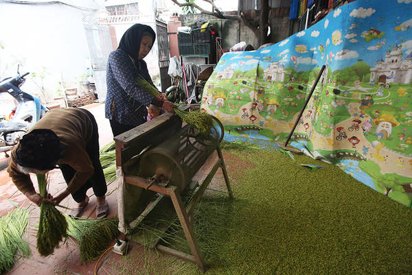 Đãi lúa tại làng cốm Mễ Trì