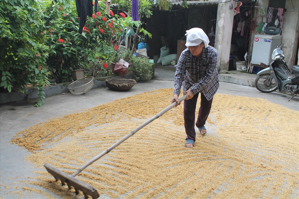 Phơi lúa làm cốm tại làng cốm Nông Xá Hải Phòng