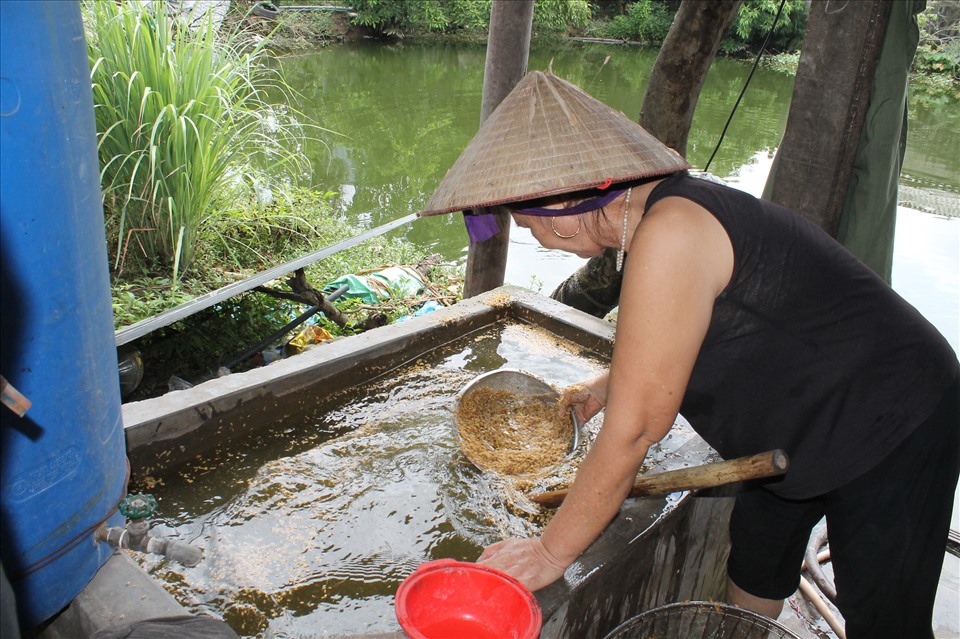 Ngâm thóc tại làng cốm Nông Xá Hải Phòng