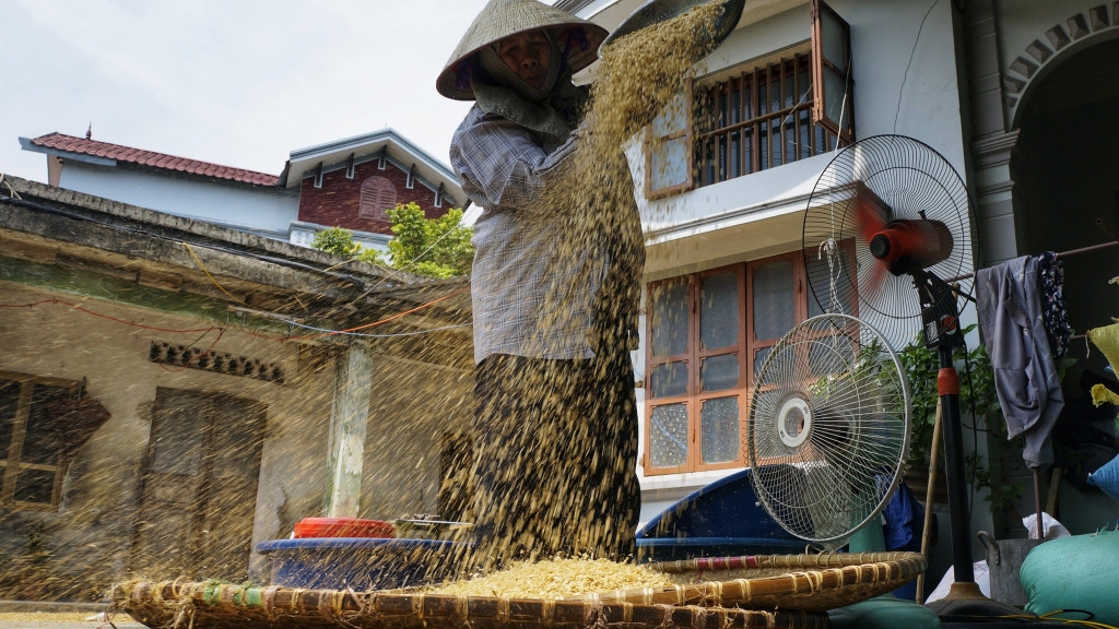 Thổi cốm trước quạt tại làng cốm Nông Xá Hải Phòng
