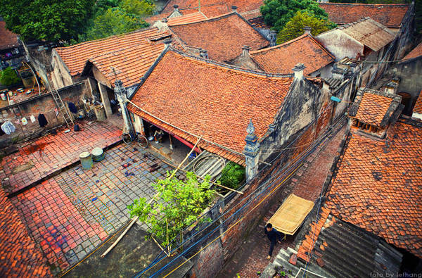 Cây cổ thụ trong làng Cự Đà