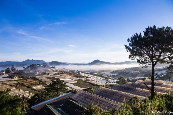 Làng hoa lớn nhất Đà Lạt trong sương sớm