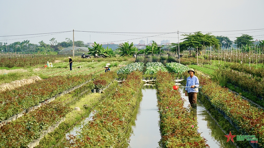 Làng hoa Mê Linh. Ảnh: Báo Quân đội nhân dân.