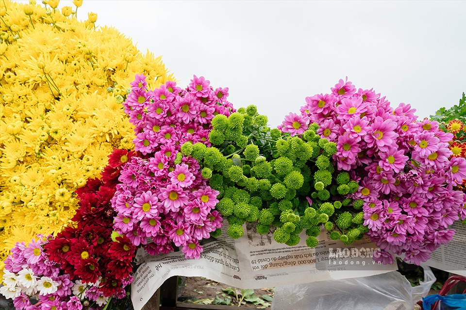 Hoa nhiều màu khoe sắc. Ảnh: Báo Lao động.