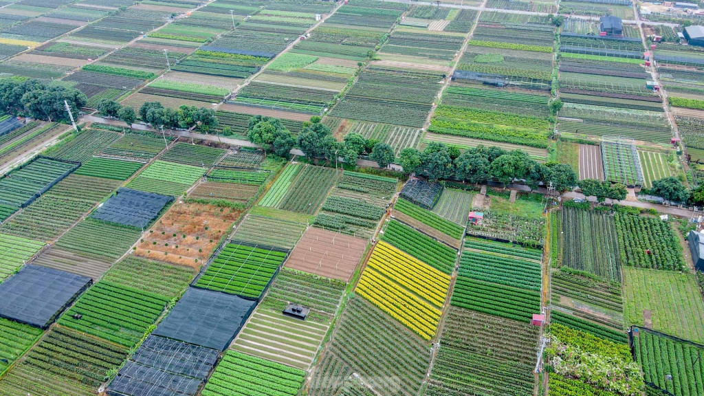 Làng hoa Mê Linh nhìn từ trên cao. Ảnh: Tiền Phong.