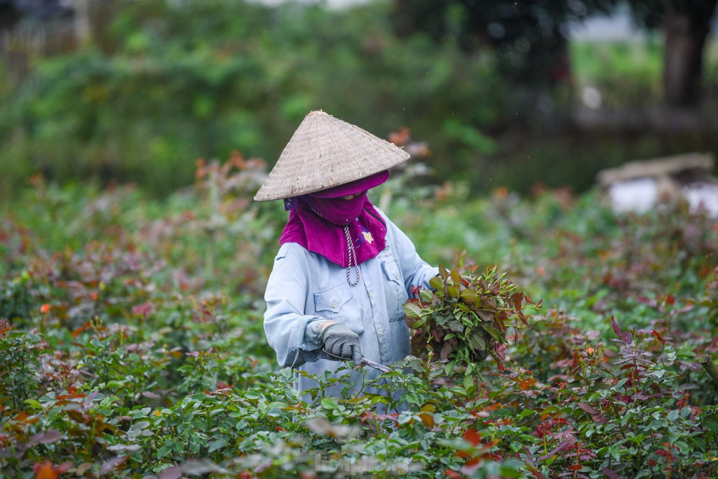 Chăm sóc hoa hồng. Ảnh: Tiền Phong.