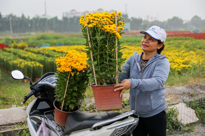 Bà Huỳnh Thúy mua chậu cúc tại làng hoa Sài Gòn