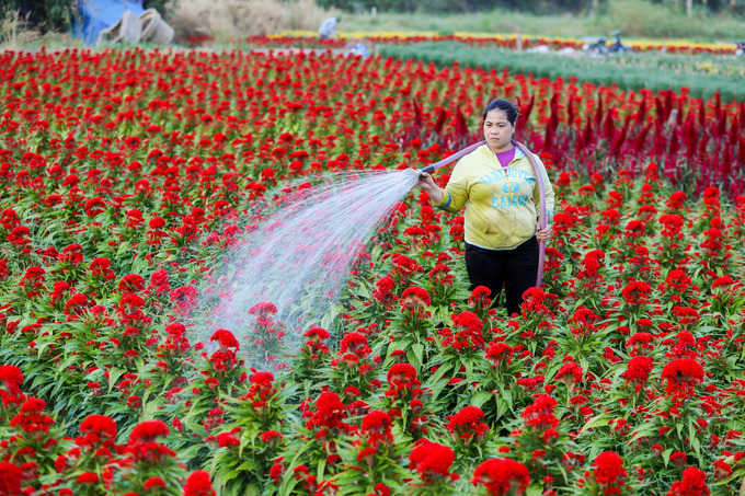 Người dân chăm sóc hoa tại làng hoa Sài Gòn để phục vụ thị trường Tết Nguyên đán