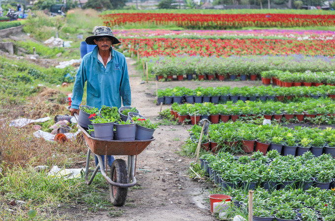 Chủ vườn di chuyển chậu hoa bằng xe rùa trong làng hoa Sài Gòn
