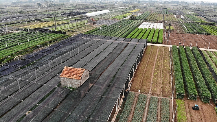 Làng hoa Tây Tựu nổi tiếng từ lâu, chuyên trồng và cung cấp các loại hoa cho thị trường Hà Nội và vùng lân cận.