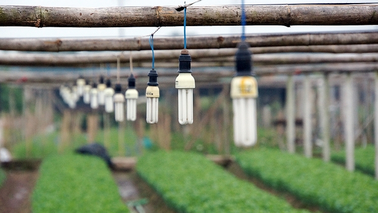 Trang bị đèn để cung cấp thêm ánh sáng cho hoa