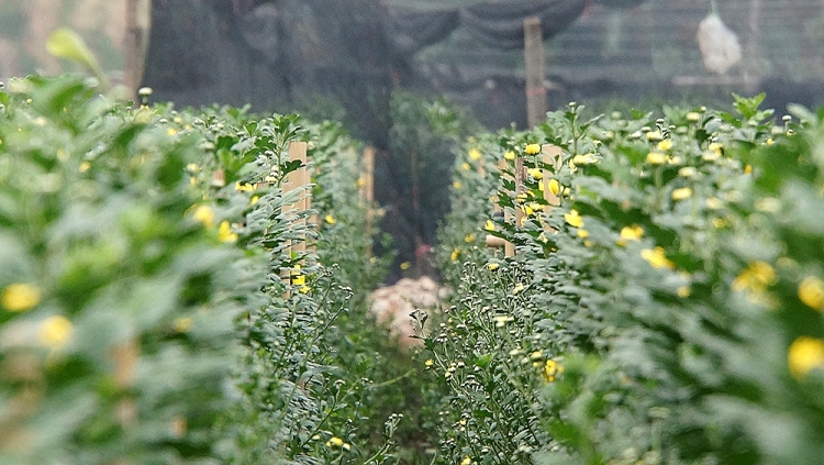 Những luống hoa mơn mởn, nụ đã hé nở.