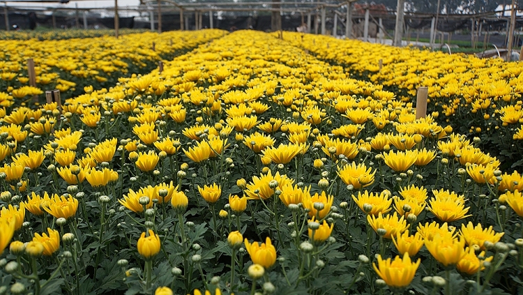 Luống hoa cúc vàng nở đều
