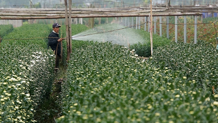  Tưới nước cho những luống cúc trắng