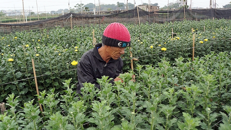 Tỉ mỉ tách bỏ những nụ kẹ, nụ lép để nụ chính được hoa to và đẹp nhất.