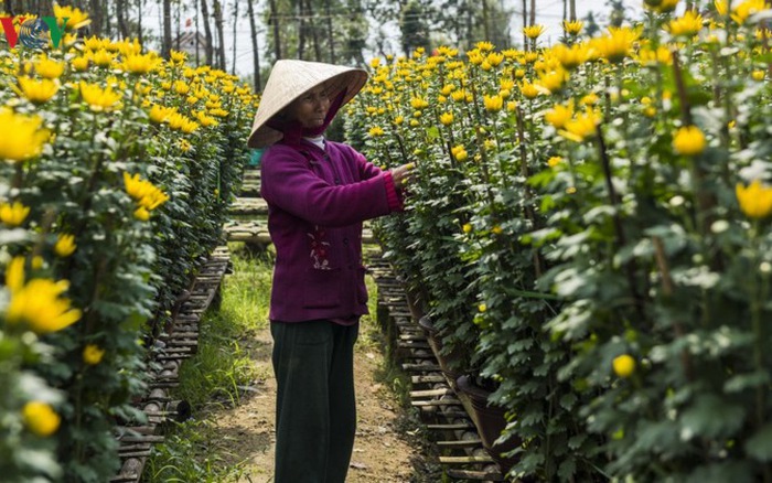 Những chậu cúc cao quá đầu người. Ảnh: VOV.