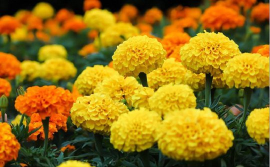 Những bông hoa khoe sắc đón Tết. Ảnh: Người lao động.