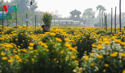 Sắc xuân ở làng hoa truyền thống Huế. Ảnh: VOV