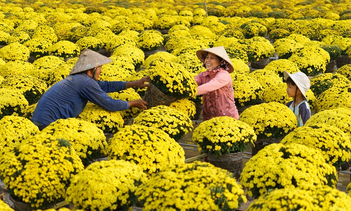 Sắc vàng sáng cả góc trời. Ảnh: Tạp chí du lịch.