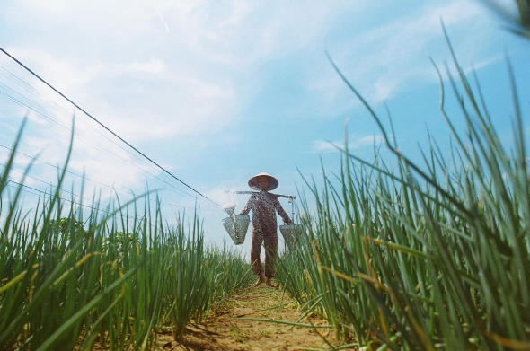 Làng rau Trà Quế làng nghề Hội An