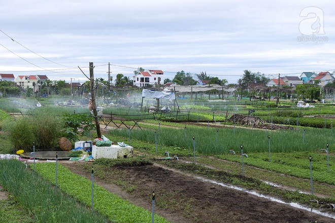 lang-rau-tra-que-diem-den-cu-ma-nhieu-bat-ngo-nhat-dinh-nen-ghe-khi-den-hoi-an-ivivu-2 lang-rau-tra-que-diem-den-cu-ma-nhieu-bat-ngo-nhat-dinh-nen-ghe-khi-den-hoi-an-ivivu-2