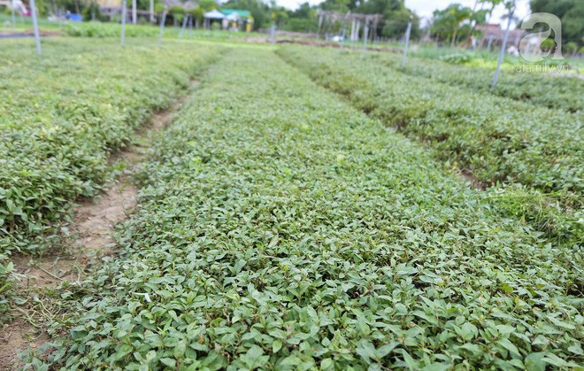 lang-rau-tra-que-diem-den-cu-ma-nhieu-bat-ngo-nhat-dinh-nen-ghe-khi-den-hoi-an-ivivu-6 lang-rau-tra-que-diem-den-cu-ma-nhieu-bat-ngo-nhat-dinh-nen-ghe-khi-den-hoi-an-ivivu-6