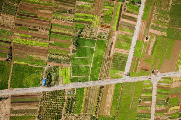 Nằm cách trung tâm thành phố Hội An 3 km, Trà Quế được biết tới là nơi cung cấp rau tươi và sạch nhất cho người dân Hội An. Hình thành cách đâu 300 năm và nằm cạnh sông Đế Võng, những cư dân đầu tiên của làng mưu sinh bằng nghề đánh cá. Sau đó, họ tận dụng dong ở sông để tạo thành một loại phân đặc biệt. Từ đó, người Trà Quế dành cả cuộc đời để trồng ra những đọn rau tươi mát.