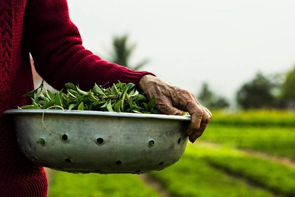 Điều đặc biệt tạo nên chất lượng cho rau trồng nơi đây là việc người dân không hề sử dụng các hóa chất độc hại, kích thích tăng trưởng. Chính điều đó giúp đảm bảo chất lượng tốt nhất cho rau trồng. Với một chuyến tham quan ngắn tới làng Trà Quế, du khách có thể tận mắt nhìn thấy cách những người nông dân trồng rau theo cách này.